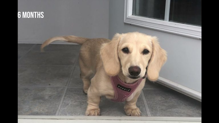 PUPPY GROWING UP TIMELAPSE – 4 Weeks to 1 Year (Dachshund)