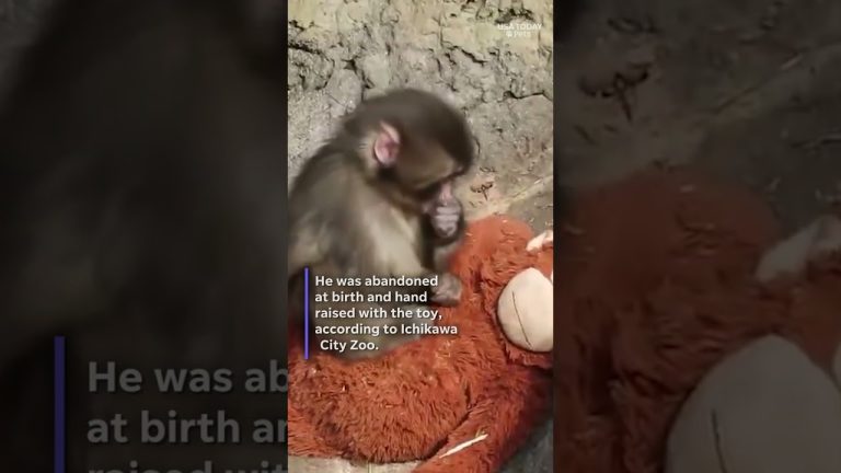 Abandoned monkey finds comfort with stuffed toy. See the video.