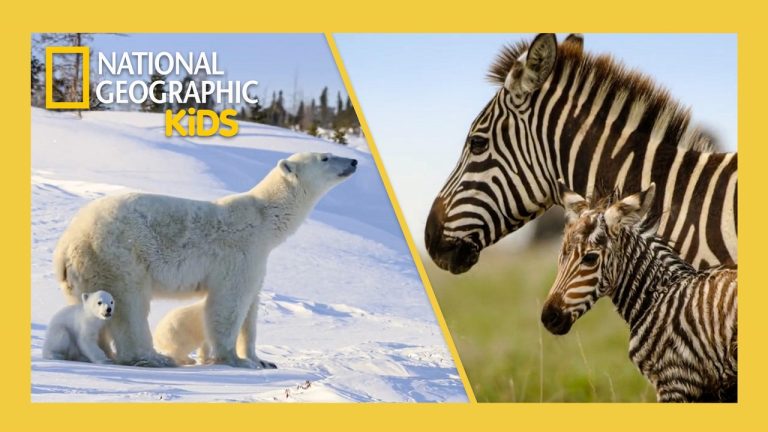 Relax with Cute Animals 🎶 | 4K | 40 Minutes | Incredible Animal Journeys | @natgeokids